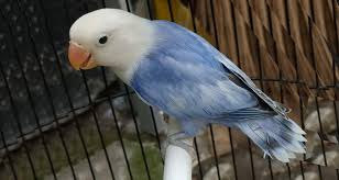 We did not find results for: Combination Of Mutations That Can Eliminate Wing Patterns In Fischeri Opaline Lovebird Breeding Tips And Mutations Guide