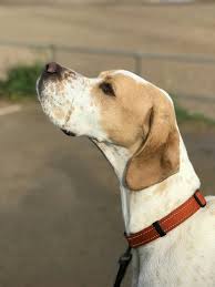 Odie My English Pointer Dogs Of The World Hunting Dogs Hunter Dog