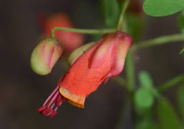 Image result for Caesalpinia cassioides