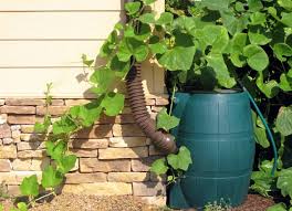 Rain barrel ready to use 55 gallons plastic $60. Homemade Rain Barrels For Conserving Water At Home
