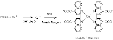 In der deutschen sprache bezeichnet assay vor allem in der labormedizin und der pharmazeutischen forschung einen standardisierten reaktionsablauf zum nachweis einer substanz mit einer spezifischen methode. Zusatzinfo Universitat Ulm