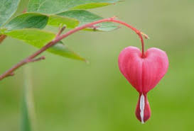 Bleeding Heart Bleeding Heart Flowers Unusual Flowers