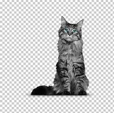 The Maine Coon Cat Himalayan Cat That Yankee Cat Siberian Cat Png Clipart Animals Black And
