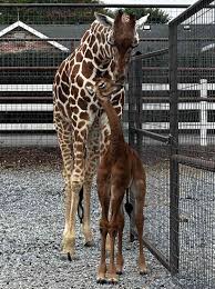 Cause of Death Revealed for World's Only Captive Spotless Giraffe