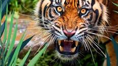 Image result for Images Animal Park