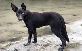 It'll be hard to find a tougher dog when it comes to driving cattle in rough terrains or high temperatures. Australian Keplie History Facts Personality Temperament Care