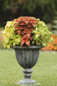 Image result for Coleus meyeri