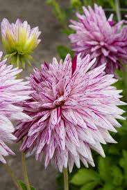 The flowers are stunning being white with purple blotches and stripes. Dahlia Hy Trio Avon Bulbs In 2021 Spring Plants Dahlia Planting Bulbs