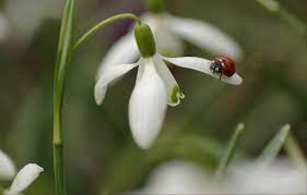 Macroramblings The Swing Snowdrop Flowers Ladybug Macro Photos Photo Christmas Ornaments
