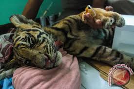 Zhang jatuh ke dalam kandang dan langsung diterkam. Harimau Sumatera Berfungsi Menjaga Keseimbangan Ekosistem Antara News