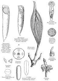 Banksia Flower Diagram Best Flower Wallpaper