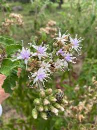 Image result for Vernonia brachycalyx