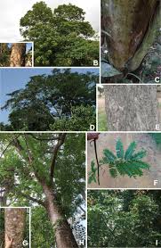 Image result for Xylia torreana