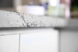 Always store leftover foods in airtight containers. How To Get Rid Of Ants In Your Home Kitchen What Kills Ants Outside