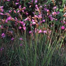 Image result for Dierama formosum