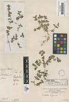 Image result for Vandellia diffusa