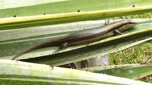 Image result for Acrotome mozambiquensis