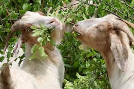 invasive species in Billings Park ...