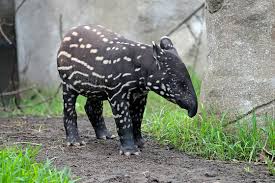 Jai un tapiere, une ventouse a chiote, nemo, dumbo et doris dans ma classe comme quoi les dysney ne reussisse pas a tout lmonde! Schabrackentapir Im Zoo Leipzig Hautnah Erleben