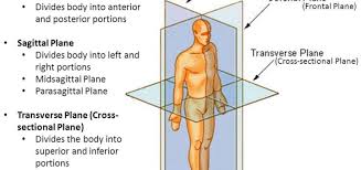 What are the different types of body planes? Importance Of Anatomical Body Position Planes Terms Of Movement Science Online