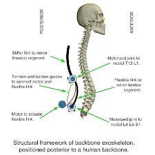 The vertebrae are divided into five sections: Concept Sketch Of Proposed Backbone Exoskeleton Download Scientific Diagram