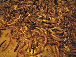 Feeding Your Reptiles Mealworms Domestigoth