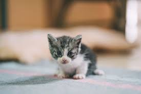 Image result for adorable cat