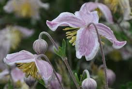 Image result for Clematis brachiata