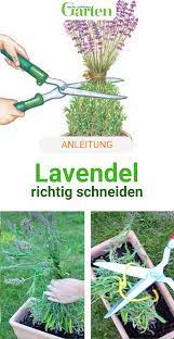 Damit die duftende staude üppig blüht, muss man lavendel schneiden, und zwar zweimal im jahr. So Scheiden Sie Ihren Lavendel Rcihtig Garten Lavendel Lavendel Pflanzen