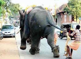 Awesome kerala - Arum pedikanda. Njan pidichitundu... | Facebook