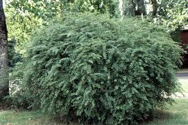 Image result for Berula thunbergii