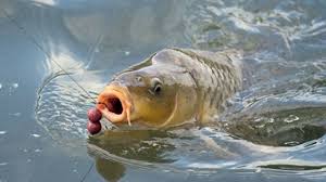 Image result for ảnh câu cá chép