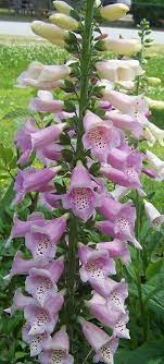 Caring For Foxglove Plants Foxglove Biennial Digitalis Poisonous Foxglove Plant Beautiful Flowers Foxglove