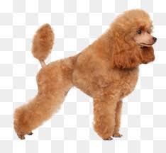 Standard poodle puppies for sale. Standard Poodle Png Standard Poodle Decals Standard Poodle Cartoon Standard Poodle Art Black Standard Poodle Cartoon Standard Poodle Patterns Standard Poodle Love Standard Poodle Logo Standard Poodle Diagrams Standard Poodle Artwork Standard Poodle