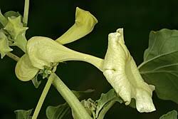 Image result for Holubia