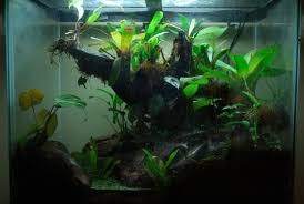 56 Gallon Display Tank In Texas Dendroboard Plant Supplies Aquascape Moss Garden