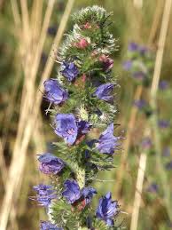 Image result for Boraginaceae