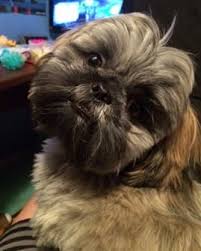 Explore 40 listings for black and brown shih tzu puppies at best prices. Shih Tzu Tear Stains Complete Information Guide