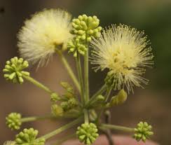 Image result for Albizia amara