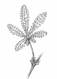 Image result for Potentilla recta