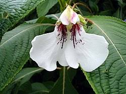 Image result for Impatiens irvingii