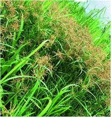 Image result for Cyperus sp. (ex Mariscus sp.no.1)