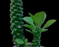 Image result for Monadenium filiforme