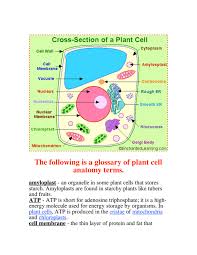 Almost all plant species create their own food through the process of photosynthesis. The Following Is A Glossary Of Plant Cell Anatomy Terms