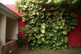 Maybe you would like to learn more about one of these? Pothos Epipremmum Aureum Wisconsin Horticulture
