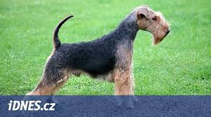 Image result for velšteriér