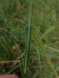 Image result for Scleria foliosa