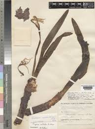 Image result for Zygotritonia