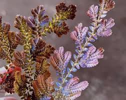 Image result for Selaginella imbricata
