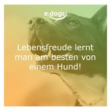 Lebensfreude Lernt Man Am Besten Von Einem Hund Hundeliebe Edogs Traumhund Hundezitate Hundemensch Hundespruche Hund Zitat Hundeliebe Hundespruche